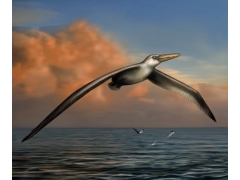 地球历史上的最大鸟类――桑氏伪齿鸟