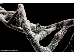 人类DNA仅8.2%“有用”：余为进化残余物质