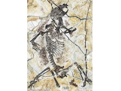 辽宁发现侏罗纪化石-哺乳动物史前推4千万年