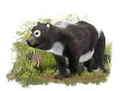 西班牙发现距今1160万年最古老熊猫祖先化石