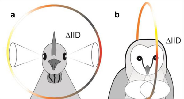 鸟类定位声音的原理：利用它们整个头部