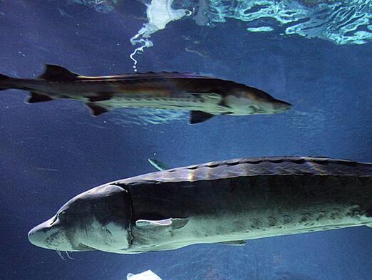 全球能吓死人的濒危巨型鱼类