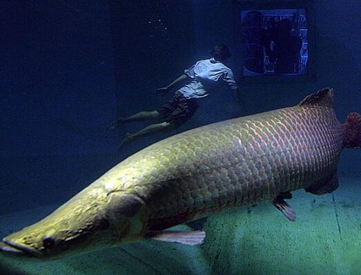 巨滑舌鱼