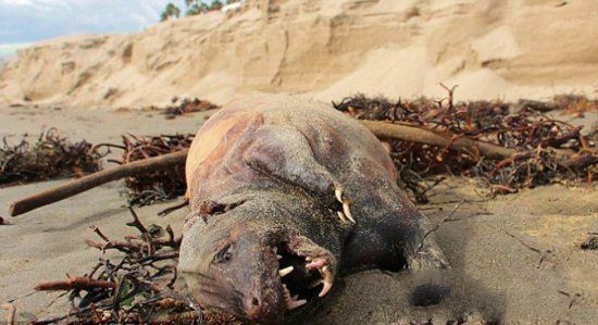 神秘生物现加州海滩 世界各地海滩神秘怪兽盘点