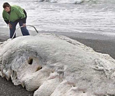 神秘生物现加州海滩 世界各地海滩神秘怪兽盘点