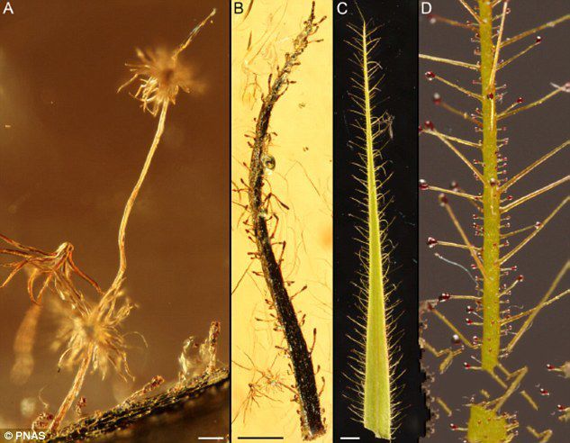 照片中的A和B是保存在始新世波罗的海琥珀内的食虫植物叶子。它们看上去和今天捕虫树的叶子（照片中的C和D）非常相似。