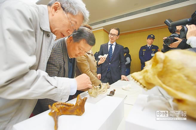 科博馆在澎湖水道海域发现距今19万年前澎湖原人下颚化石，图为学者端详各式化石。（陈信翰摄）