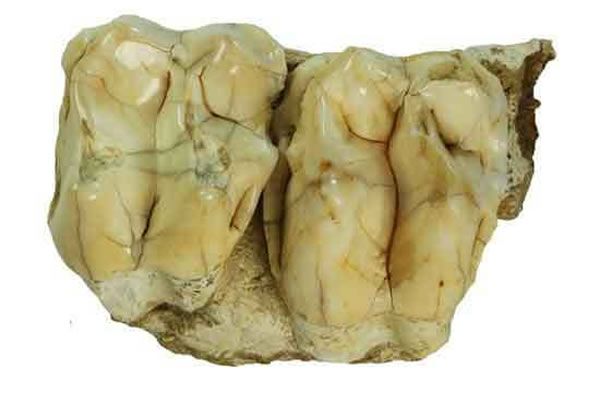 华南巨貘牙齿化石