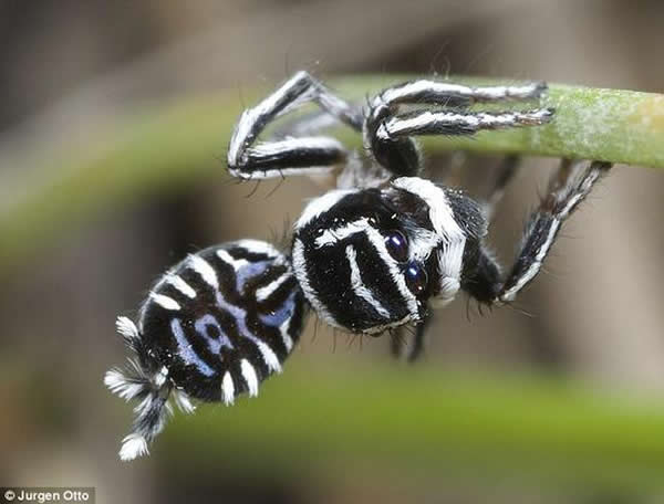 尤尔根?奥托（Jürgen Otto）是一名昆虫学家，同时也是一名蜘蛛的摄影专家。他表示，“骷髅”看上去和其它孔雀蜘蛛都大不相同，因此他认为，孔雀蜘蛛的种类也许