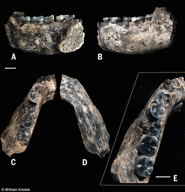 LD 350-1下颚骨化石