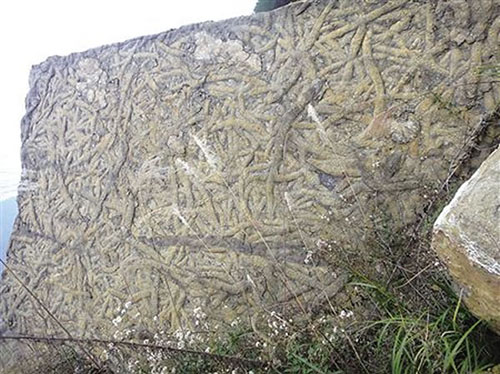 万州区铁峰乡发现的虫迹化石