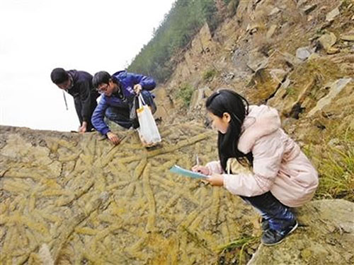 万州一中的学生们正在老师的指导下观察虫迹化石现场