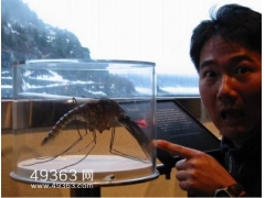 世界上最大的蚊子来自中国