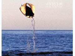 魔鬼鱼蝠鲼：似幽灵海洋中翱翔(体长可达7米