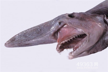 欧氏尖吻鲛：长相吓人危险深海生物