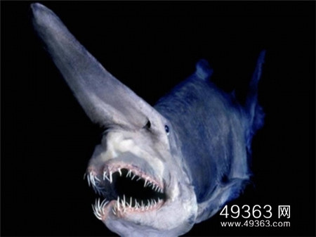 欧氏尖吻鲛：长相吓人危险深海生物