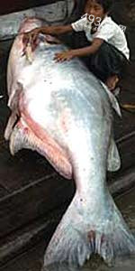世界十大最凶猛淡水鱼