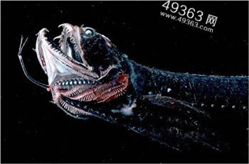 十大凶猛鱼类：最庞大最凶猛的淡水鱼类