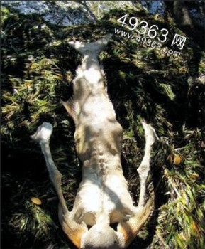 黑鳞鲛人:海滩惊现美人鱼尸体(4)