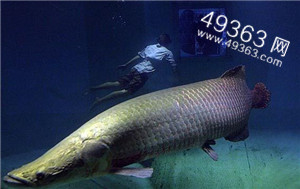 揭秘各种恐怖巨型鱼类，坦克鸭嘴鱼以人类为食,图片描述