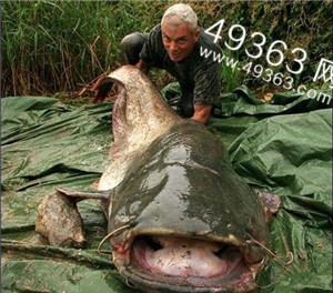 神秘恐怖鱼类盘点：坦克鸭嘴鱼以人类为食