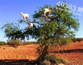世界上最诡异的20种超自然现象(图)
世界上最诡异的20种超自然现象(图)