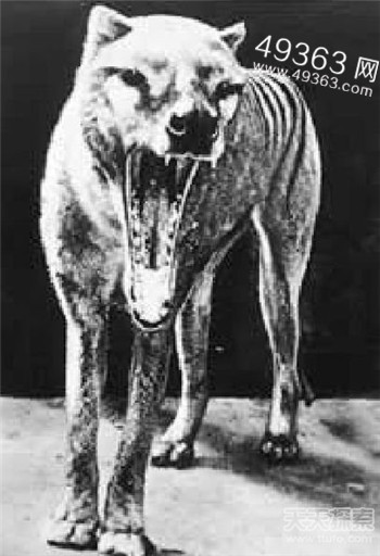 1936年灭绝的袋狼最有望被复活