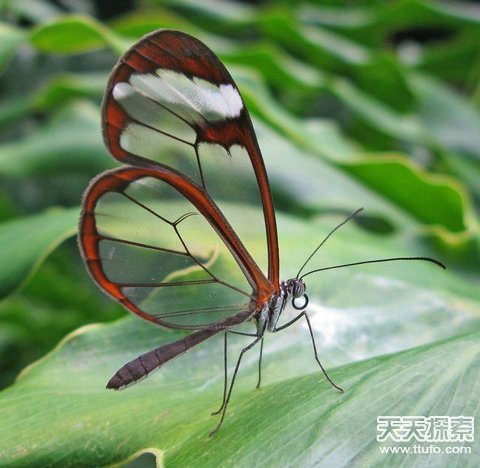 揭秘自然界中美丽神奇的透明生物