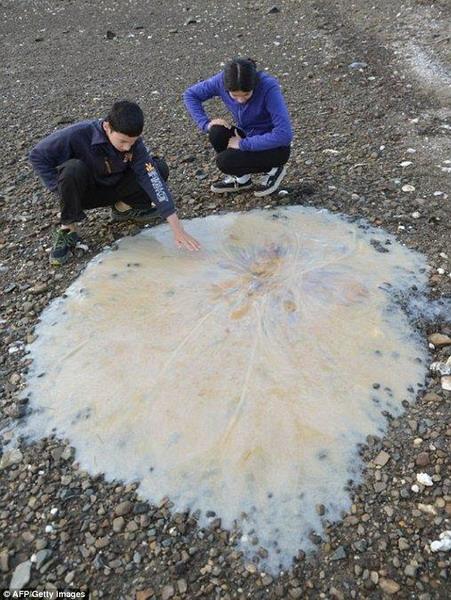 澳大利亚海域发现神秘鼻涕生物 直径达1.5米