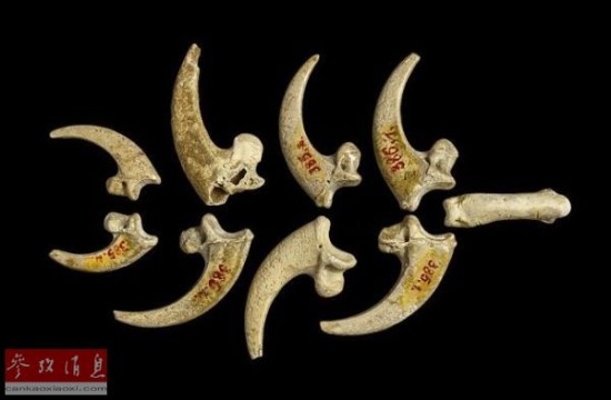 尼安德特人13万年前用鹰爪造出人类最早首饰