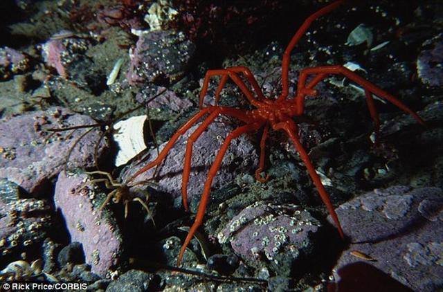 奇特生物海蜘蛛 体长25厘米生殖器长在腿上