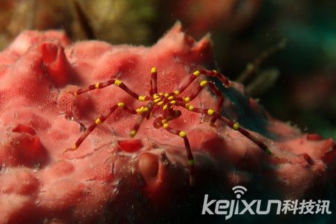 奇特生物海蜘蛛 生殖器长在腿上