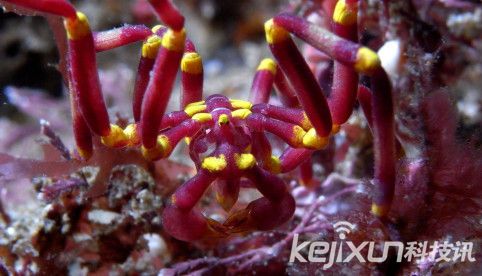 奇特生物海蜘蛛 生殖器长在腿上