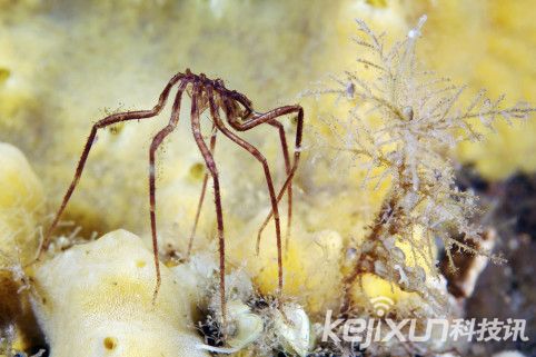 奇特生物海蜘蛛 生殖器长在腿上