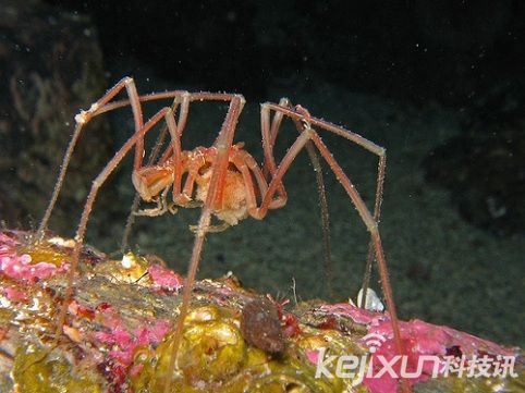 奇特生物海蜘蛛 生殖器长在腿上