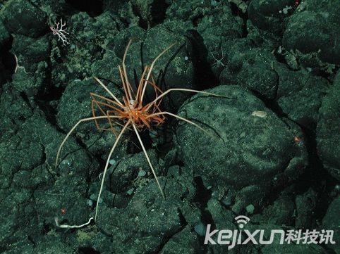 奇特生物海蜘蛛 生殖器长在腿上