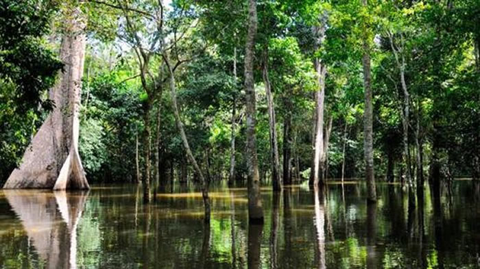 亚马逊丛“寄生鲇”能够沿着尿液进入人类的尿道