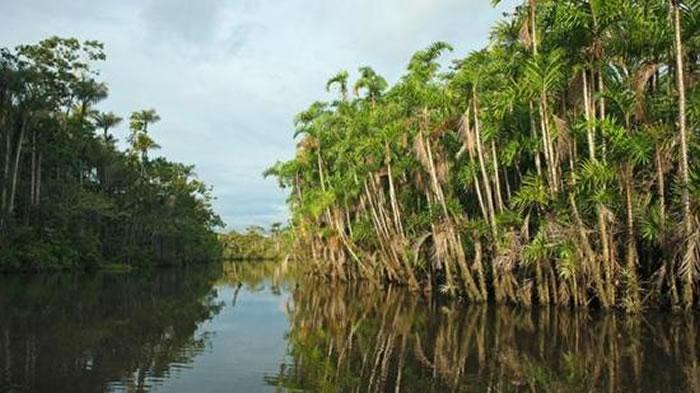 亚马逊丛“寄生鲇”能够沿着尿液进入人类的尿道