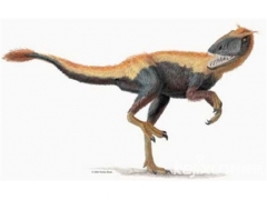 远古奇特恐龙盘点：最小食肉性恐龙身高仅0.