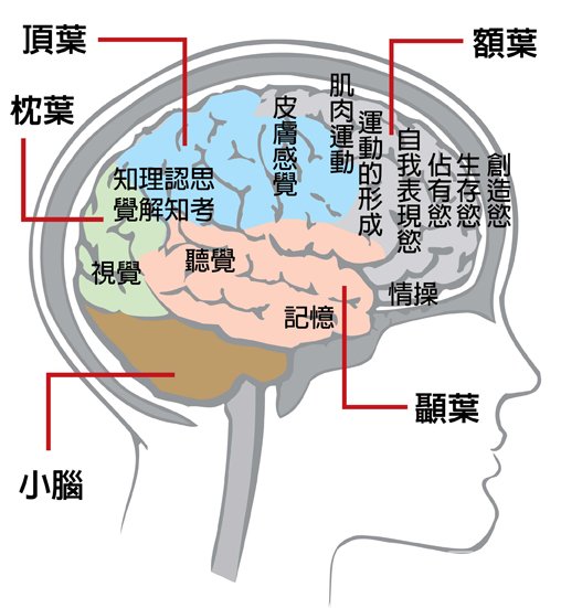 为何大多数人选择用右手而不是左手