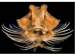 深海生物,难得一见的生物种类