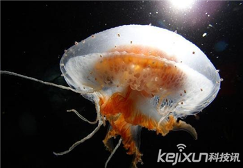 盘点世界最美海洋奇特生物水母：海洋的精灵
