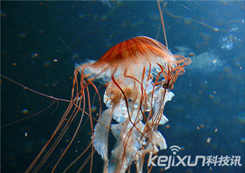 盘点世界最美海洋奇特生物水母：海洋的精灵
