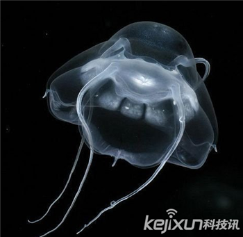 盘点世界最美海洋奇特生物水母：海洋的精灵