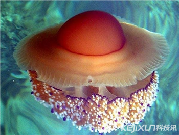 奇形怪状的水母 竟然像是一个煎蛋