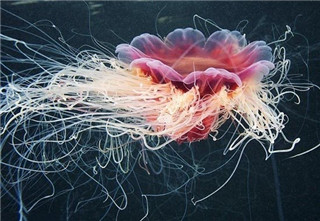 北极霞水母是世界上最大的水母 触手长达四十多米