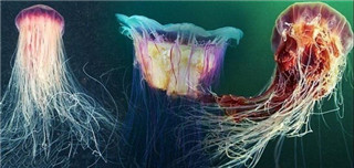 体积庞大的北极霞水母触须长达30米