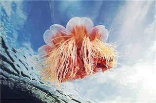 北极霞水母是世界上最大的水母 触手长达四十多米