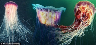 体积庞大的北极霞水母触须长达30米