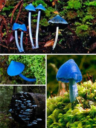 蘑菇中的怪异品种 通体呈现蓝色